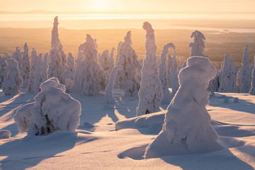 Riisitunturi national park at golden sunrise with silhouette of snow packed trees near Kuusamo in...