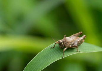 Grasshooper just before jumping