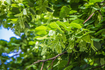 Obraz premium The Common lime tree (Tilia europaea) in close up