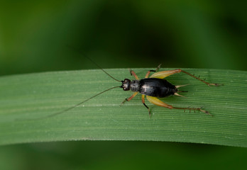Trigonidiinae Cricket (Metioche sp) on green leaf