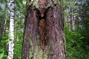 Pine resin. Chevron-shaped cuts on a tree trunk for amber. The drawing resembles an owl. Green background.