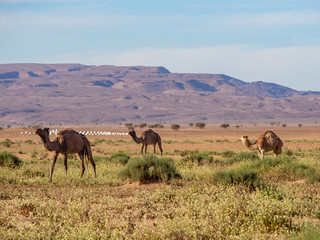 Fototapeta na wymiar Camel group herd in a green desert in Morocco, mountain landscape