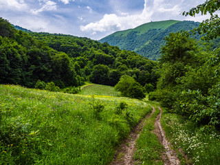 Dirt road going among lush green meadows and deciduous forests