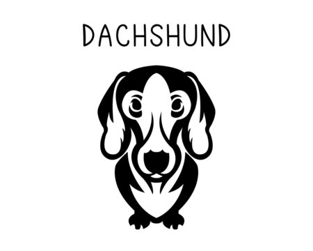 dachshund vector illustration in monochrome. 