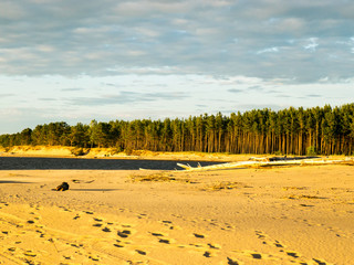 dry tree trunks sand dune on coast of Baltic Sea