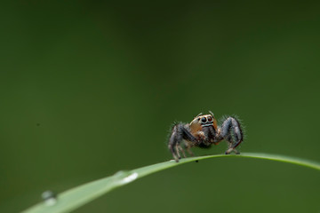 Thyene imperialis or jumping spider 