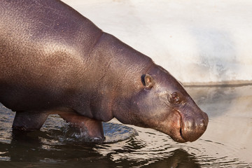 At the water. pygmy hippo (hippopotamus)  is a cute little hippo.