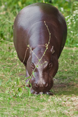 Grazes (eats) on green grass. pygmy hippo (hippopotamus)  is a cute little hippo.