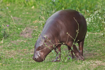 Grazes (eats) on green grass. pygmy hippo (hippopotamus)  is a cute little hippo.
