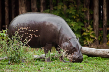 hippo walks on the green grass. pygmy hippo (hippopotamus)  is a cute little hippo.