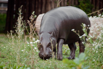 hippo walks on the green grass. pygmy hippo (hippopotamus)  is a cute little hippo.
