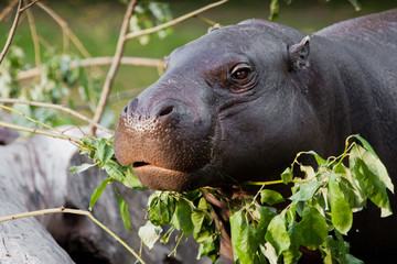 Cute hippo muzzle close-up, eyes on a background of greenery. pygmy hippo (hippopotamus)  is a cute...