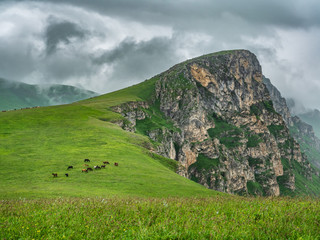 Herd of semi-wild horses pasturing in the mountains of Armenia