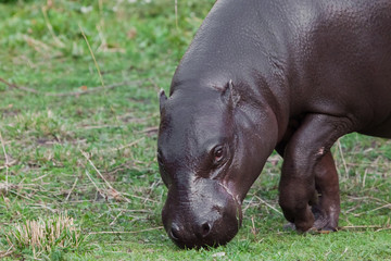 Grazing on green grass, close-up muzzle. pygmy hippo (hippopotamus)  is a cute little hippo.