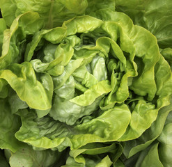 close up of green lettuce