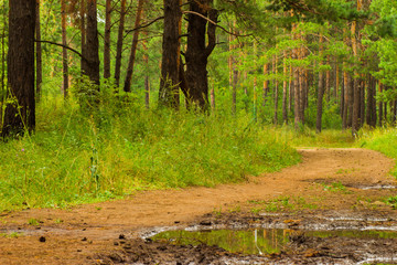 Obraz premium footpath in the pine forest after the rain