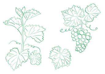 grapes with leaves - contour vector set