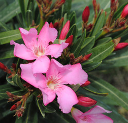 Adelfa rosa