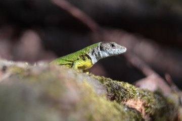 Small green lizard in grass on moss, sunlight
