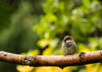 bird sparrow on a brown tree branch