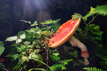bright red mushroom Amanita in the summer forest surrounded by green grass - Powered by Adobe