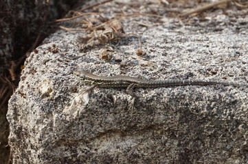 jeune lézard des murailles sur rocher - podarcis muralis