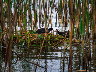 Birds build nest in team work 