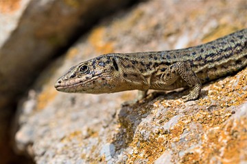 Inquisitive lizard on Dragonera Island, Majorca, Spain