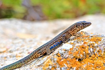 Lizard emerging 2 on Dragonera Island, Majorca, Spain