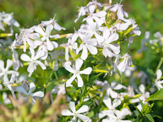 Gewöhnliches Seifenkraut, Saponaria officinalis