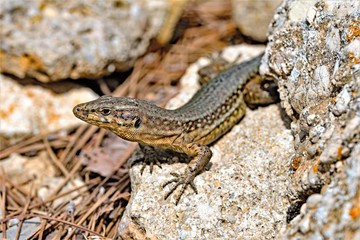 Lizard emerging on Dragonera Island, Majorca, Spain