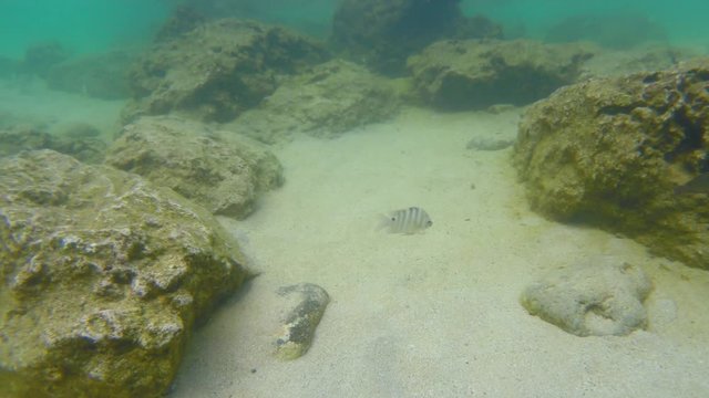 Following a loan striped fish around the coral reefs of the North Shore of Oahu, Hawaii