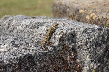 bébé lézard des murailles sur rocher - Repstile