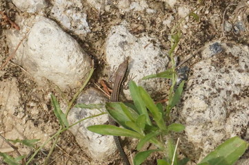 bébé lézard des murailles sur rocher - podarcis muralis