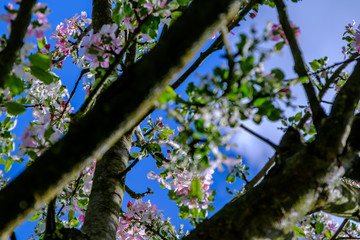 Fototapeta premium tree in blossom