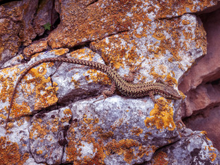 Gecko at stone wall in close up view