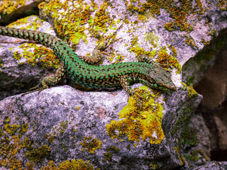 Gecko at stone wall in close up view