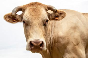 Vaches blonde d'Aquitaine au pr&eacute;