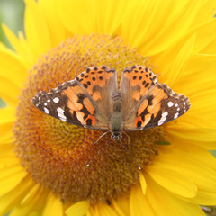 Orange and black butterfly on a yellow sunflower in the garden. Vanessa cardui butterfly on a...
