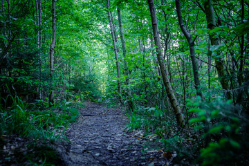 Obraz premium path in the forest