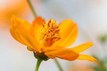 キバナコスモスと空