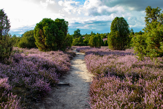 L&uuml;neburger Heide