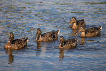 Canards