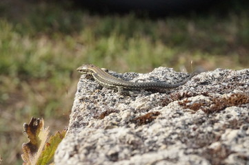 lézard des murailles sur rocher - podarcis muralis