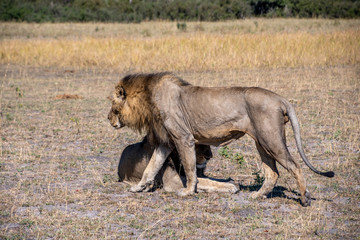 Fototapeta na wymiar Male lions