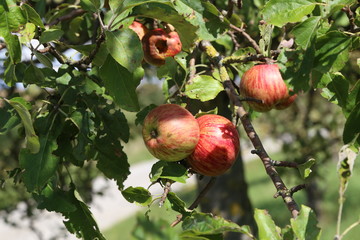Apples mature on tree branches in garden