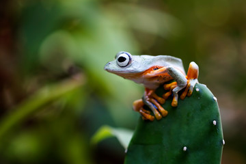 flying tree frog, javan tree frog, wallace frog, rhacophorus reinwartdtii