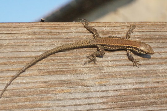 jeune l&eacute;zard des murailles sur palissade
