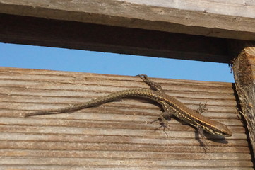 jeune lézard des murailles sur palissade - reptile