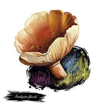 Paralepista flaccida mushroom digital art illustration. Clitocybe flaccida watercolor print realistic drawing with inscription. Tawny Funnel Cap Agaricus inversus fungi design fungus growing on ground
